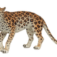 Leopard - Custom Prop Rentals