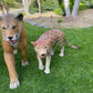 Leopard - Custom Prop Rentals