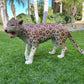 Leopard - Custom Prop Rentals