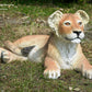Lion Cub laying - Custom Prop Rentals
