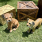 Lion Cub Standing - Custom Prop Rentals
