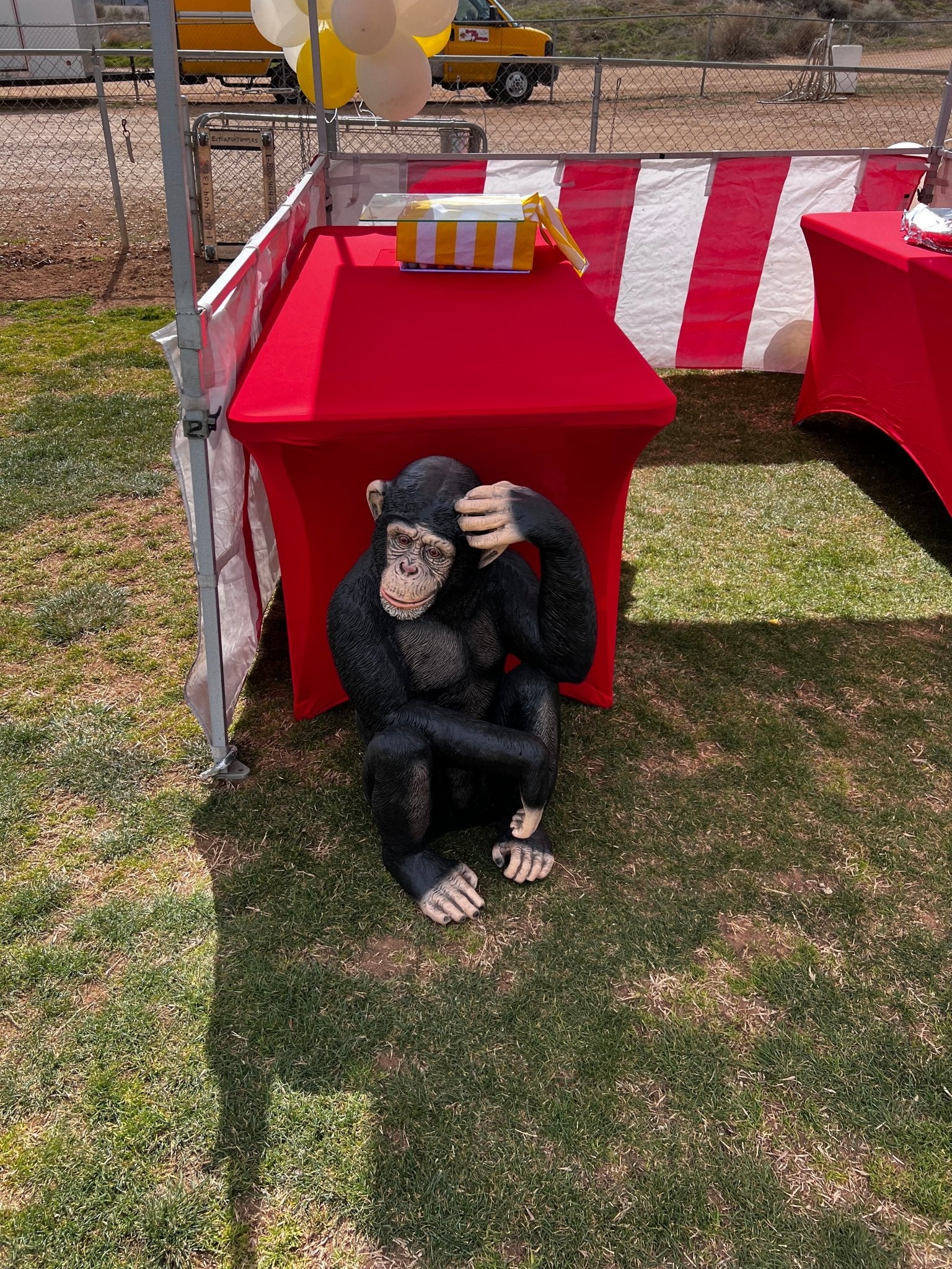 Monkey Chimpanzee Sitting - Custom Prop Rentals