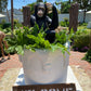 Monkey Chimpanzee Sitting - Custom Prop Rentals