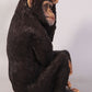 Monkey Chimpanzee Sitting - Custom Prop Rentals