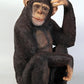 Monkey Chimpanzee Sitting - Custom Prop Rentals