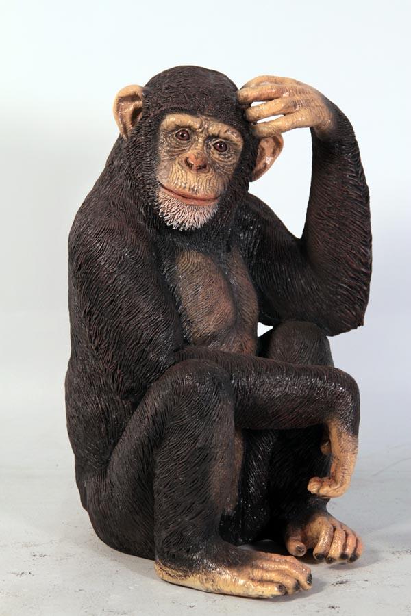 Monkey Chimpanzee Sitting