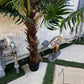 Palm Assorted Trees - Custom Prop Rentals