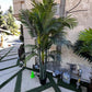 Palm Assorted Trees - Custom Prop Rentals