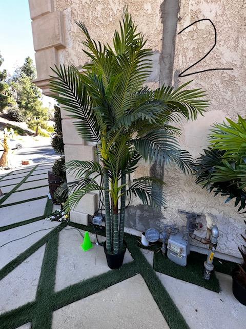 Palm Assorted Trees - Custom Prop Rentals