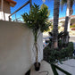 Palm Assorted Trees - Custom Prop Rentals