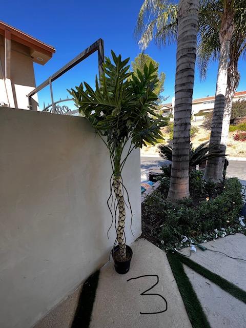 Palm Assorted Trees - Custom Prop Rentals