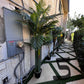 Palm Assorted Trees - Custom Prop Rentals