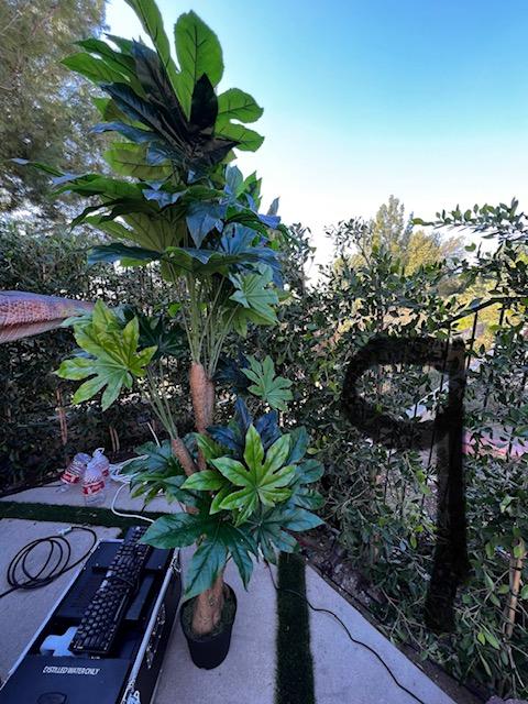 Palm Assorted Trees - Custom Prop Rentals