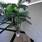 Palm Assorted Trees - Custom Prop Rentals