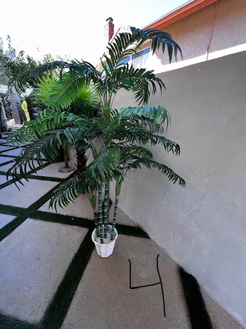 Palm Assorted Trees - Custom Prop Rentals