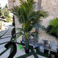 Palm Assorted Trees - Custom Prop Rentals