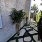 Palm Assorted Trees - Custom Prop Rentals