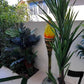 Palm Assorted Trees - Custom Prop Rentals