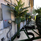 Palm Assorted Trees - Custom Prop Rentals