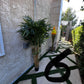 Palm Assorted Trees - Custom Prop Rentals