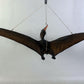 Pteranodon Baby Dinosaur - Custom Prop Rentals