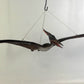 Pteranodon Baby Dinosaur - Custom Prop Rentals