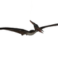 Pteranodon Baby Dinosaur - Custom Prop Rentals