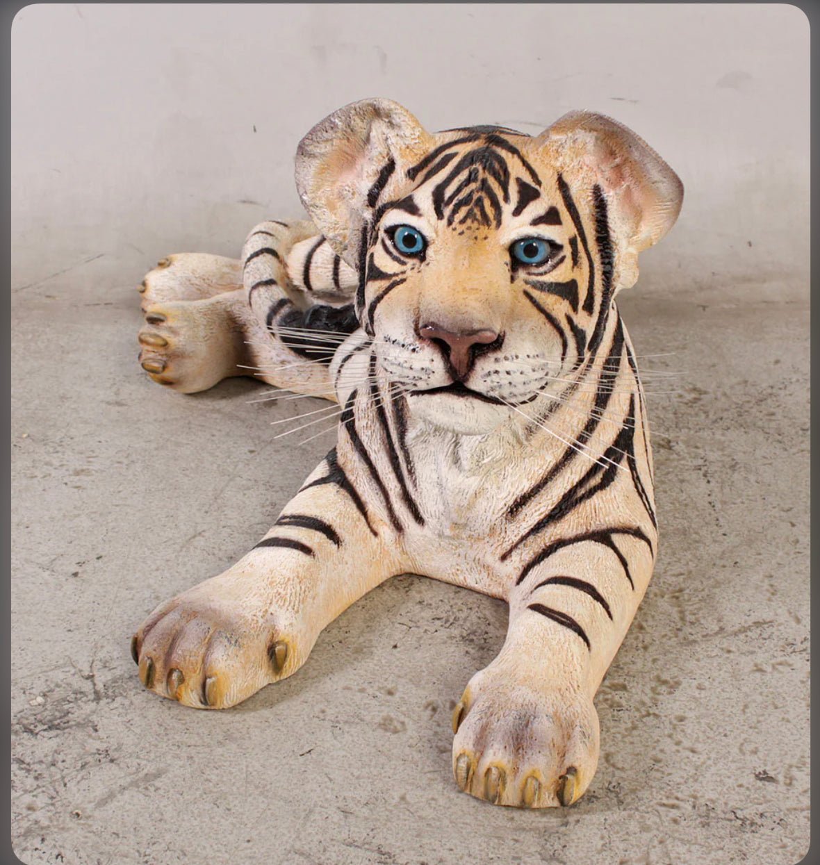 Siberian Cub Laying - Custom Prop Rentals