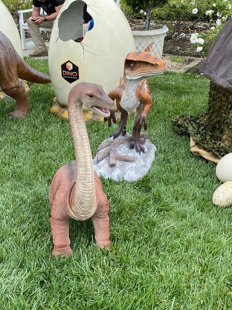Velociraptor Small Dinosaur - Custom Prop Rentals